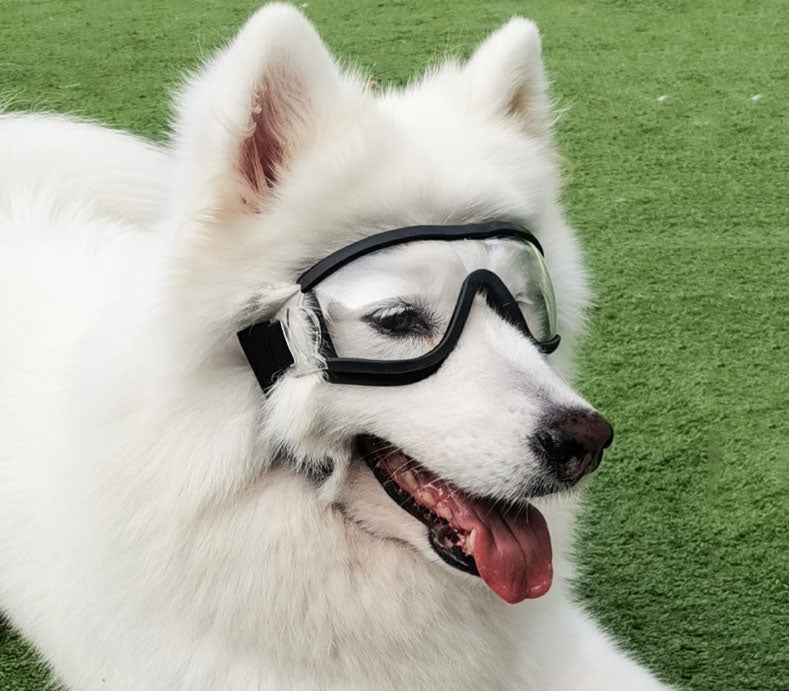 Lunettes de soleil pour chiens Lunettes de soleil pour chiens Droit Lutter contre les fournitures Lunettes de soleil pour chats étranges