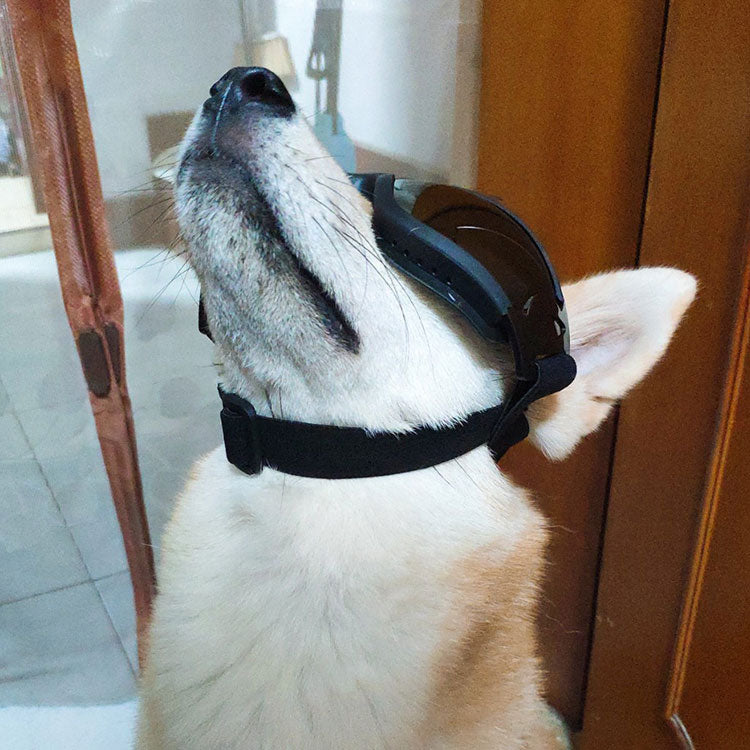 Lunettes de soleil pour chiens Lunettes de soleil pour chiens Droit Lutter contre les fournitures Lunettes de soleil pour chats étranges