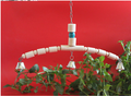 Pivoine de la peau de tigre Xuan Petit soleil Monk Gnaws and Relies Boredom Swing Ladder Springboard