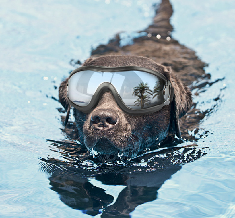 Animaux de compagnie lunettes chien fournitures lunettes imperméables pare-brise solaire UV lunettes de chien
