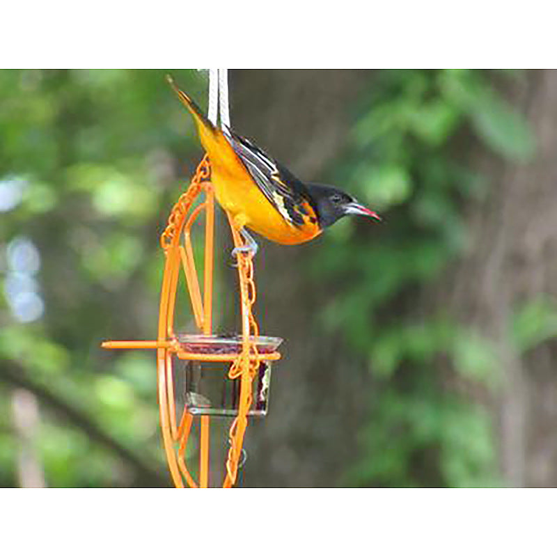 Oriole Bird Feeder Orange Fruit Outdoor Garden Metal Pending Boire du raisin Jelly Containe