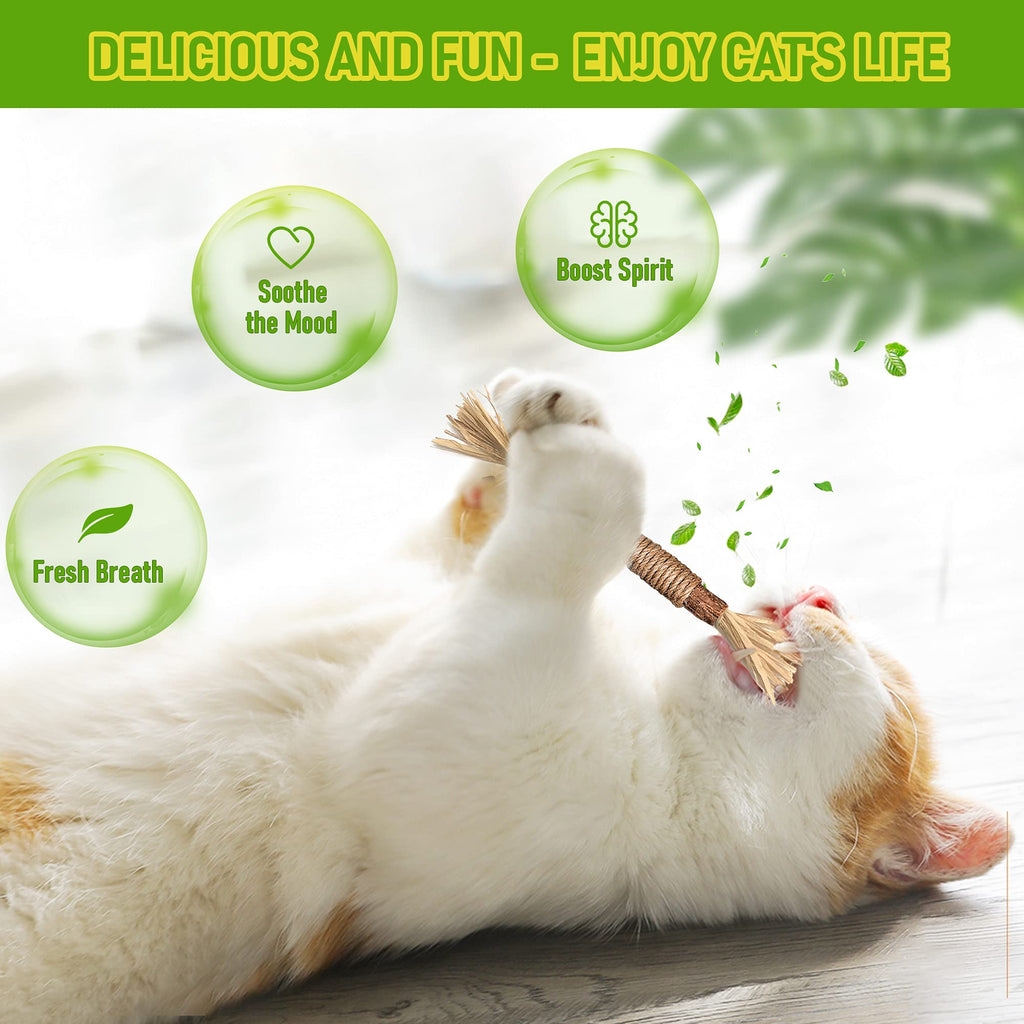 Silvervine Sticks Cat Chew Jouets pour les chats intérieurs soins dentaires nettoyage des dents