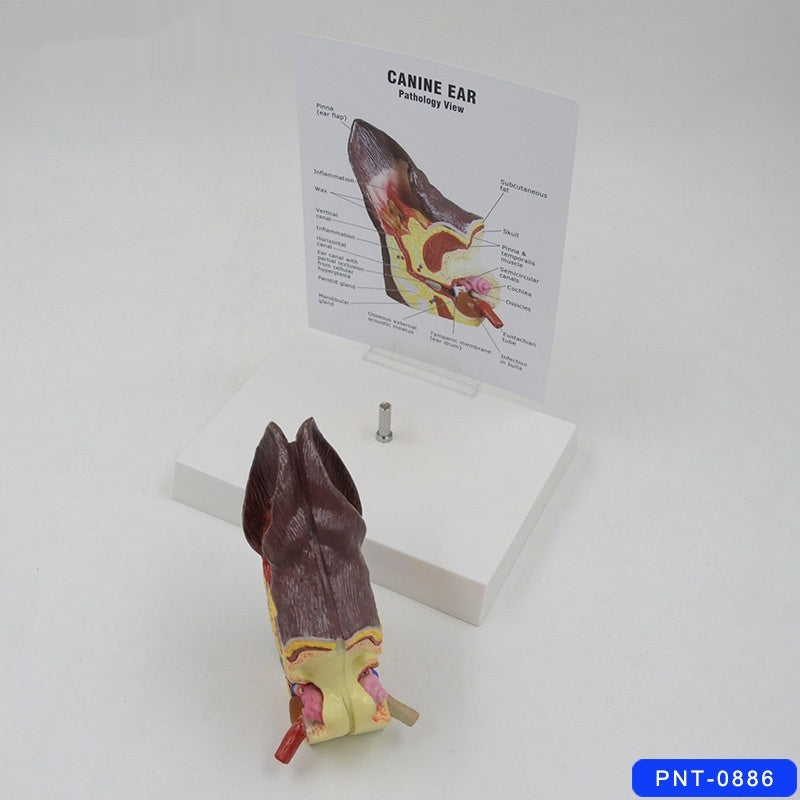 Modèle anatomique de l'oreille des chiens