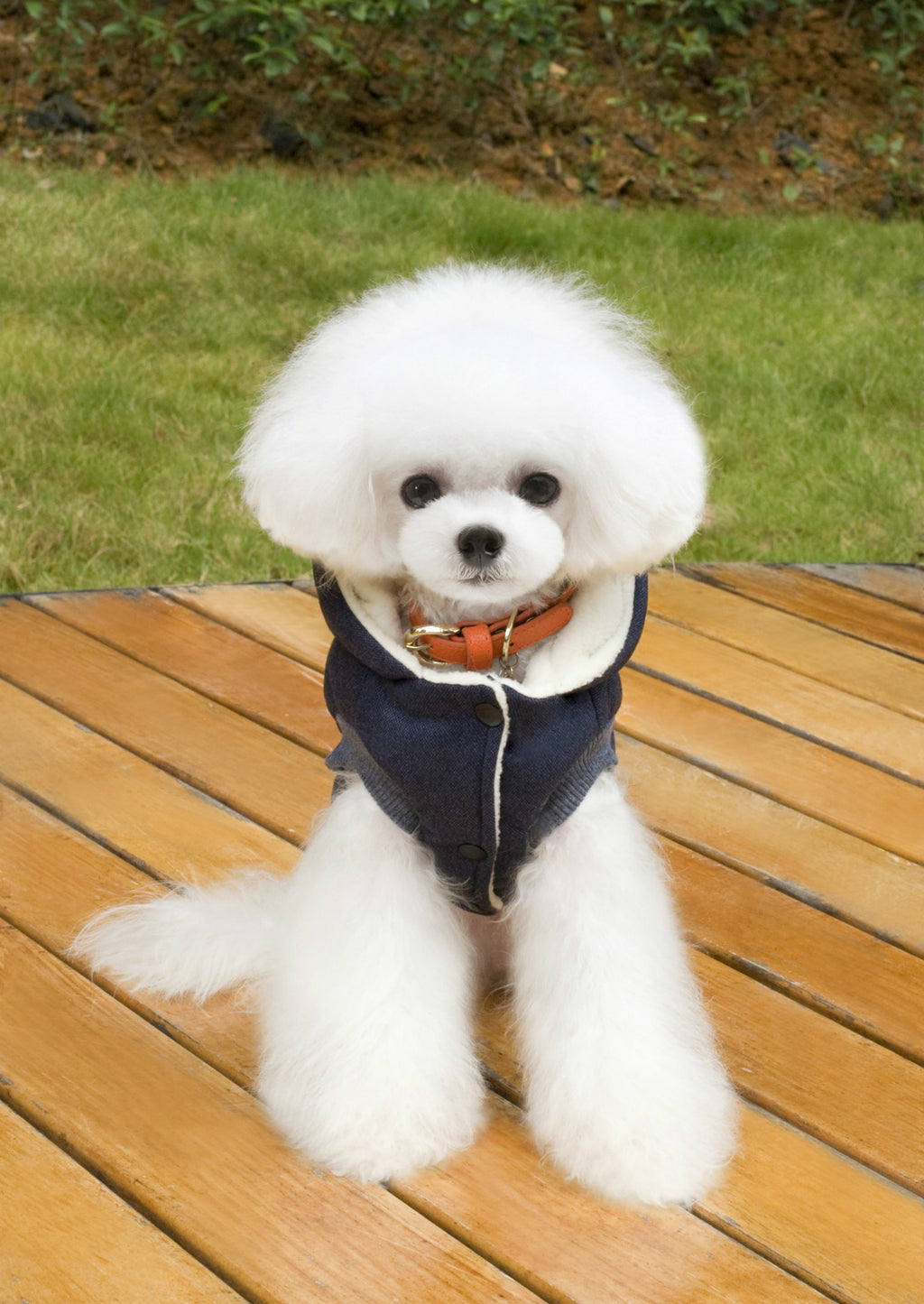 Vêtements Teddy pour animaux de compagnie Vêtements rembourrés en coton à deux pattes