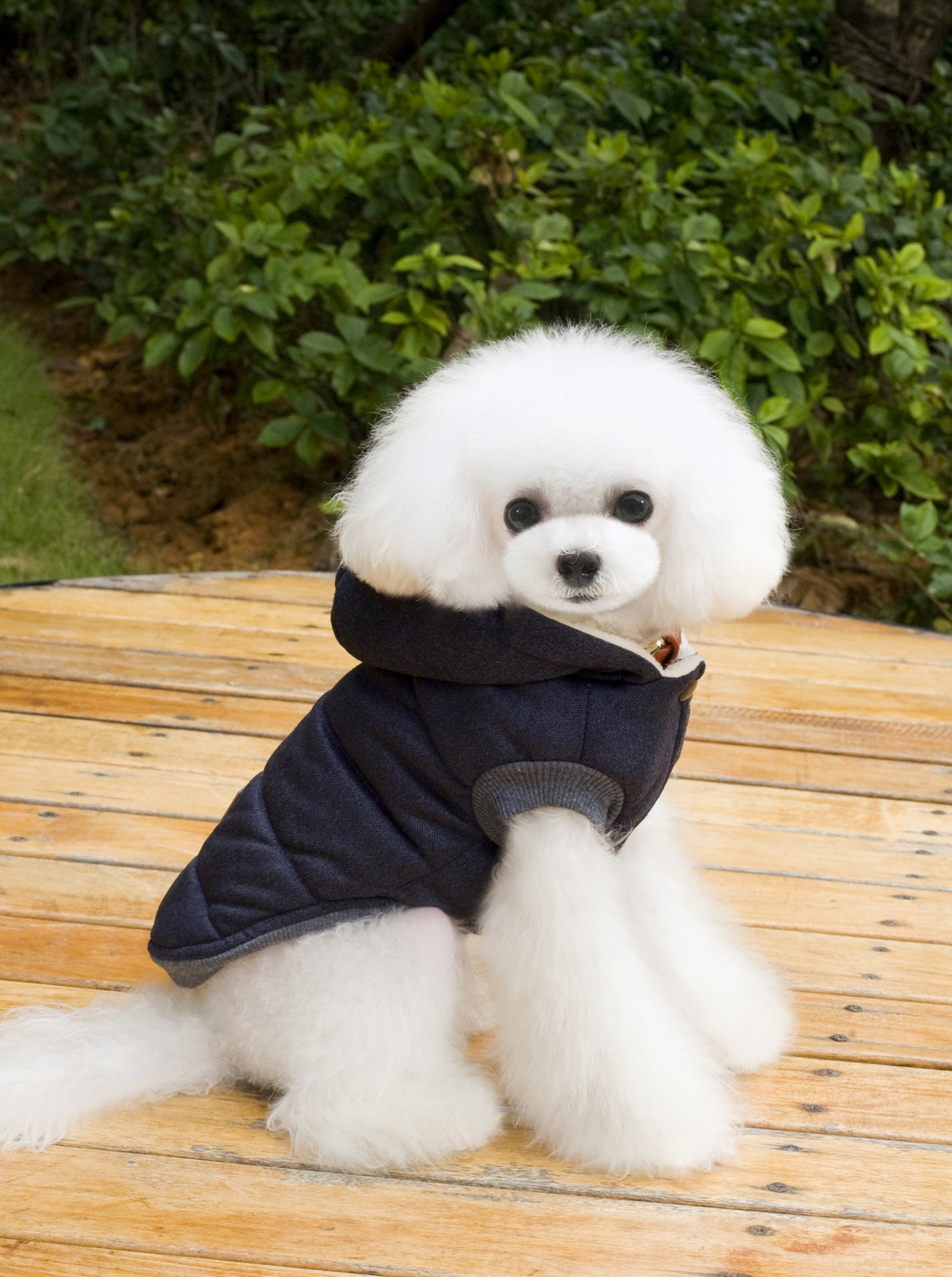 Vêtements Teddy pour animaux de compagnie Vêtements rembourrés en coton à deux pattes