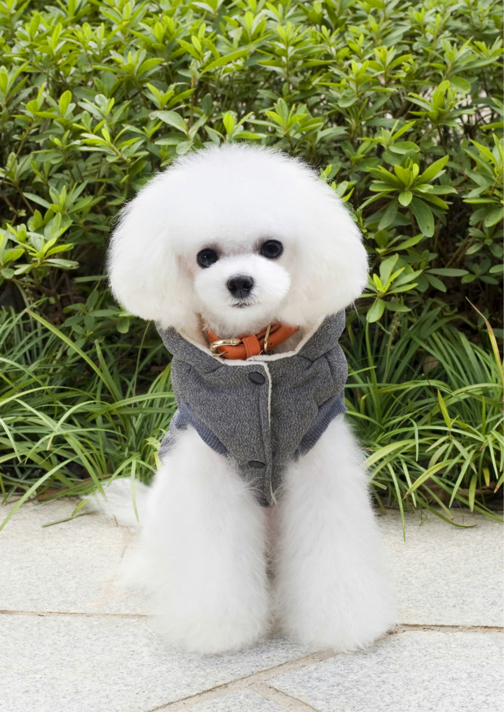Vêtements Teddy pour animaux de compagnie Vêtements rembourrés en coton à deux pattes