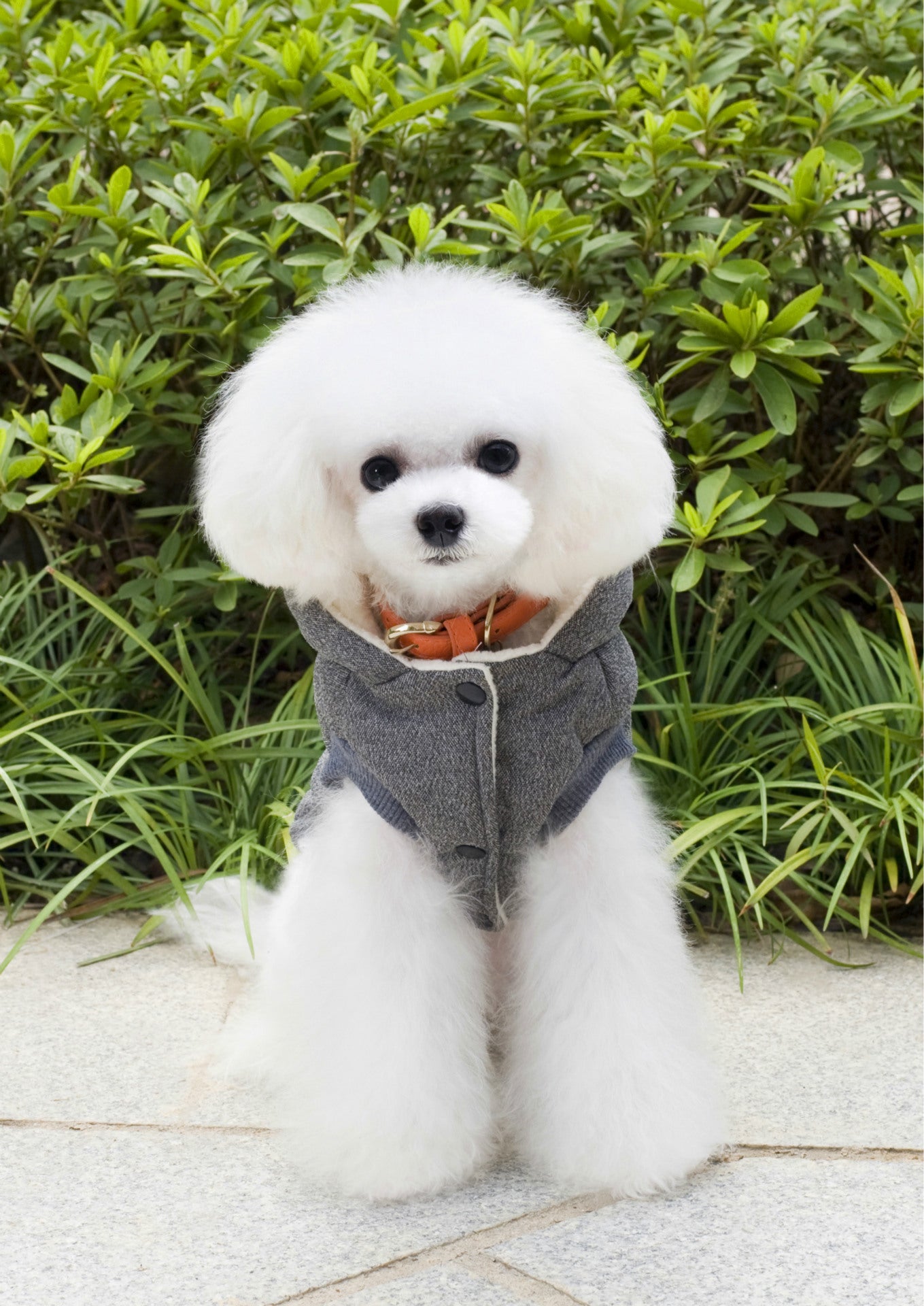Vêtements Teddy pour animaux de compagnie Vêtements rembourrés en coton à deux pattes