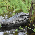 Simulated Crocodile Head Remote-control Navire pour enfants Modèle de bateau Jouets Garçon Spoof