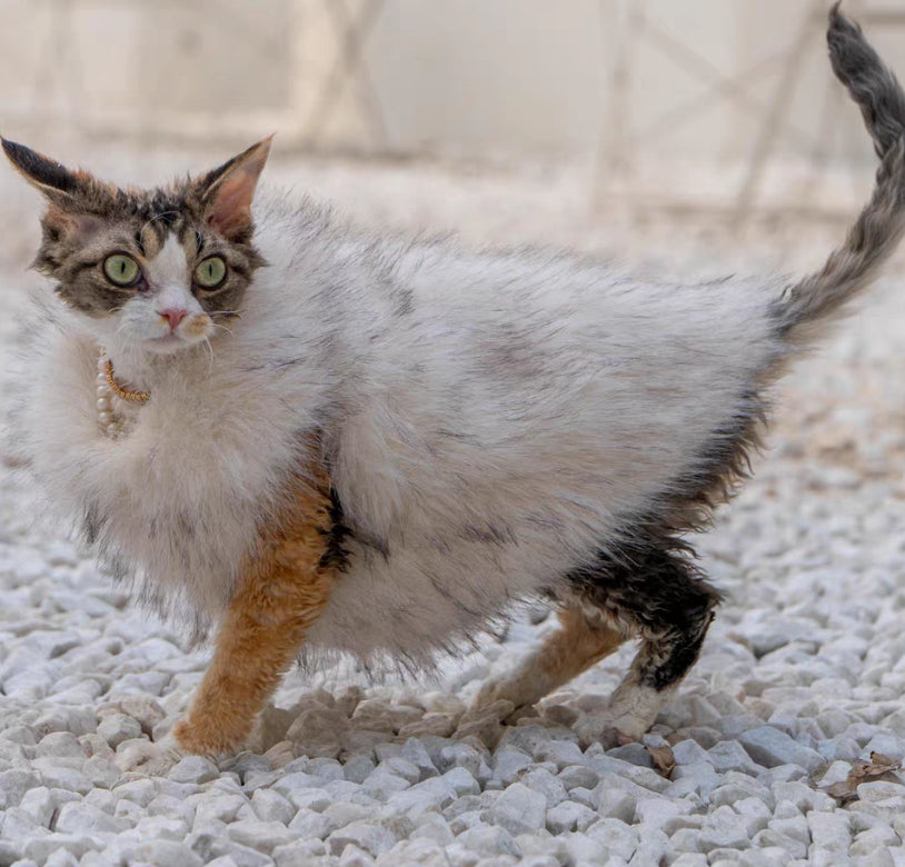 Faux Fox fourrure cuir cheveux courts Cat vêtements sans cheveux