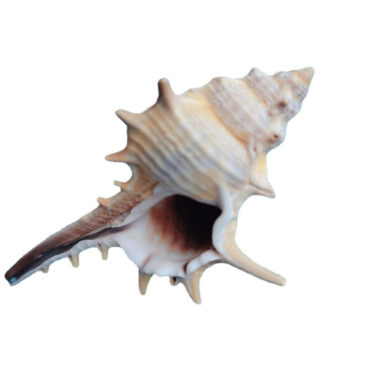 Conch Conch de coquille naturelle 5-9cm Accueil Réservoir de poisson Micro décoration de paysage
