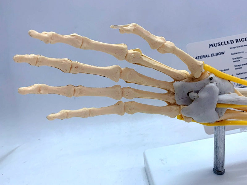 Modèle de joint de ligament dans le muscle Nerve Anatomie Skeleton humain Crâne bras d'enseignement