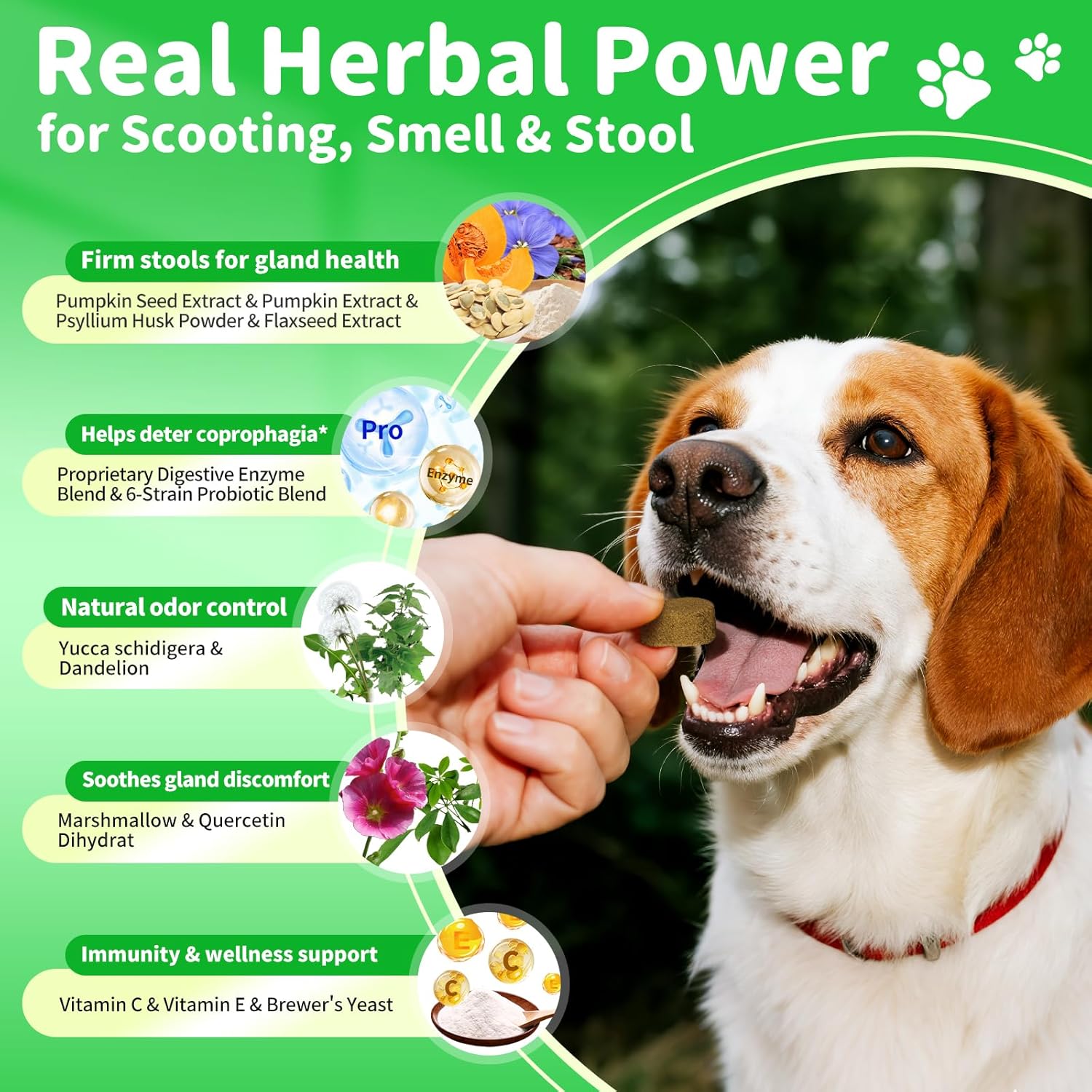 Probiotiques pour chiens Enzymes digestifs
