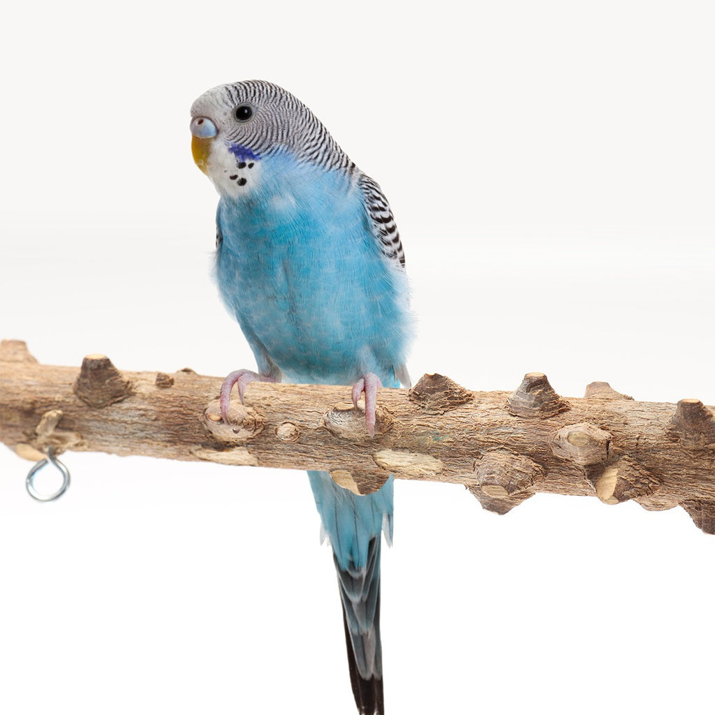 Aire de jeux pour oiseaux Plateforme interactive Stand Pole Solid Wood Frame