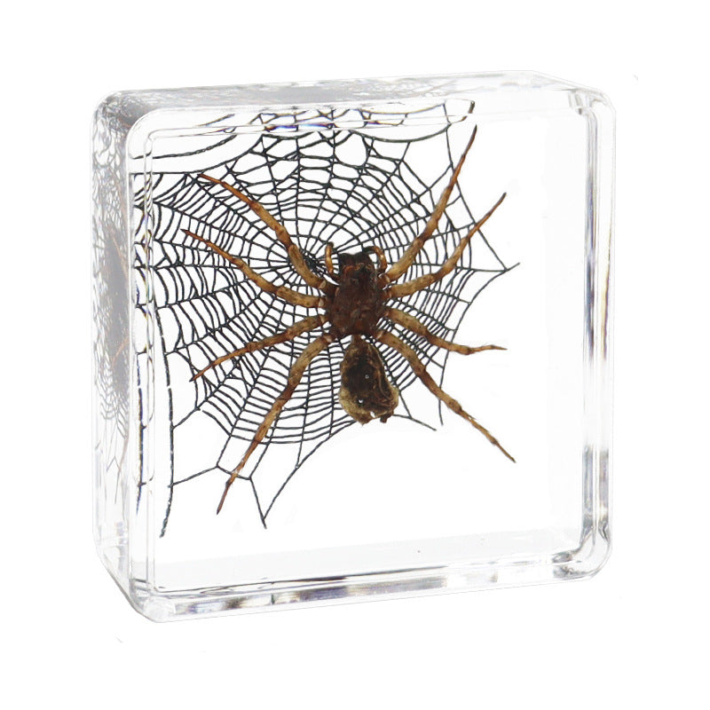 Véritables spécimens d'insectes pour l'éducation biologique et la cryptographie