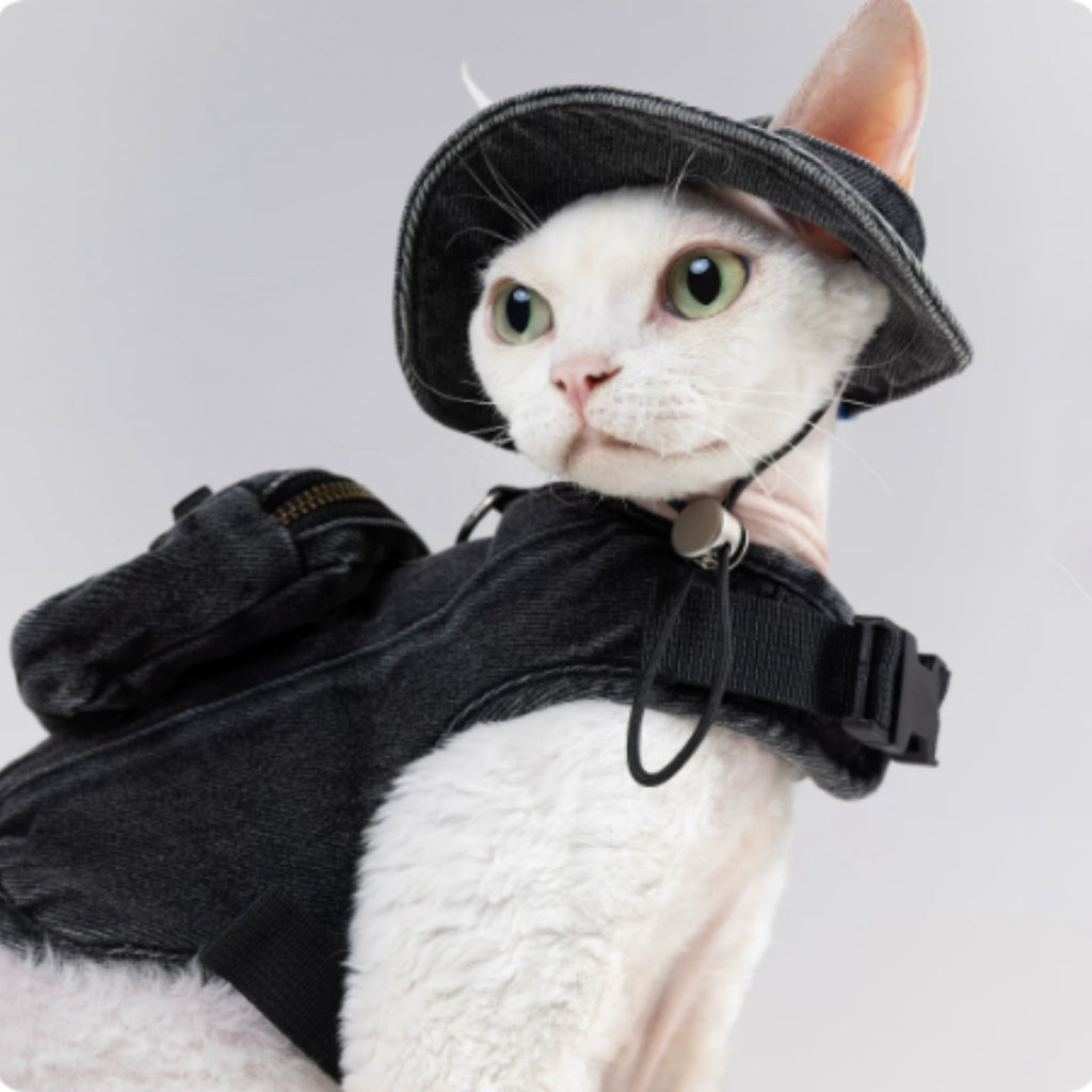 Veste de traction réglable et chapeau de pêcheur pour marcher un chat dans Devon.