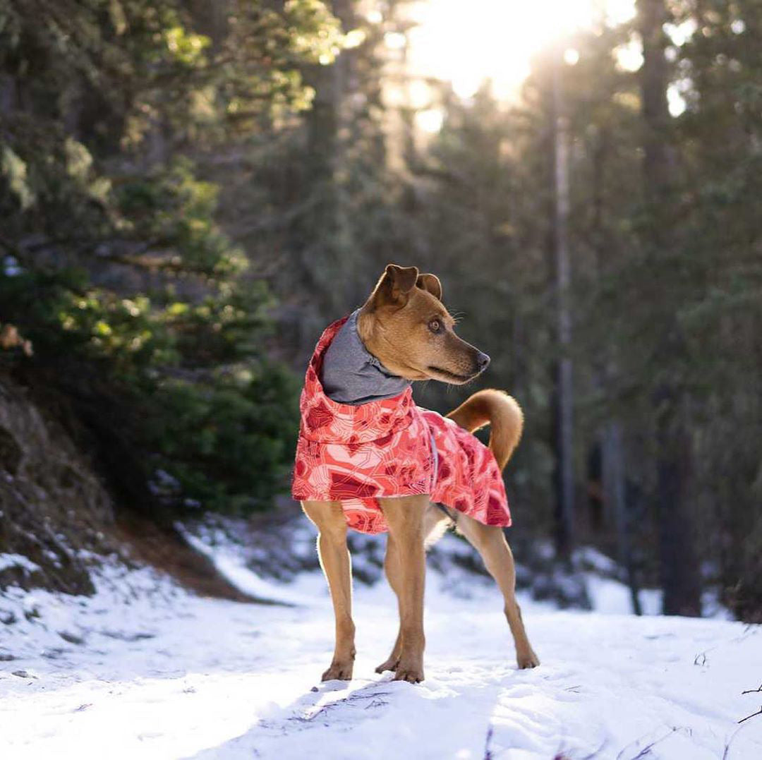 Veste en Coton Grand Chien imperméable à la neige chaude en automne et hiver