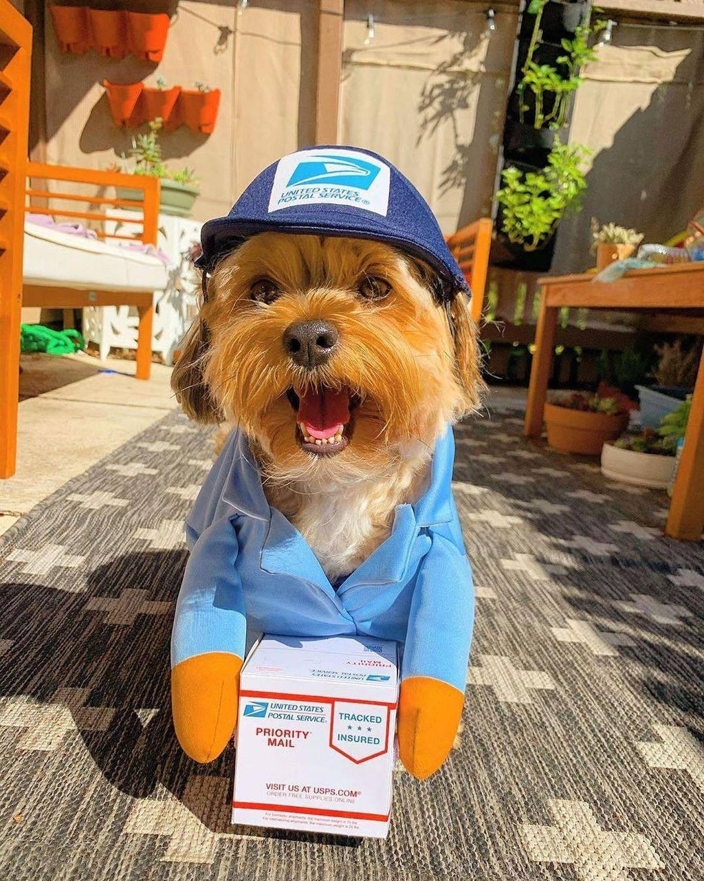 Vêtements pour animaux de compagnie Cat et vêtements pour chiens