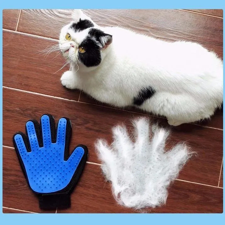 Chat animal de compagnie Grooming