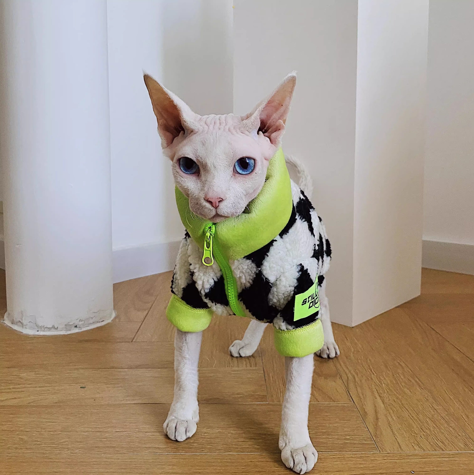 Chat sans cheveux Sphynx Devon hiver chaud agneaux lignés polaires wool Ultra-Tick Manteau