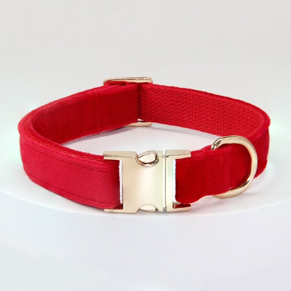 Collier de chien avec des lettres gravées