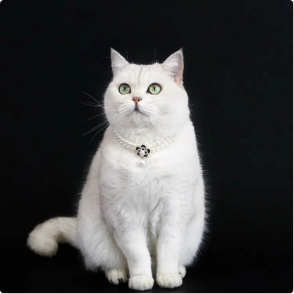 Cat Pet Bijoux eau pendentif collier de lapin