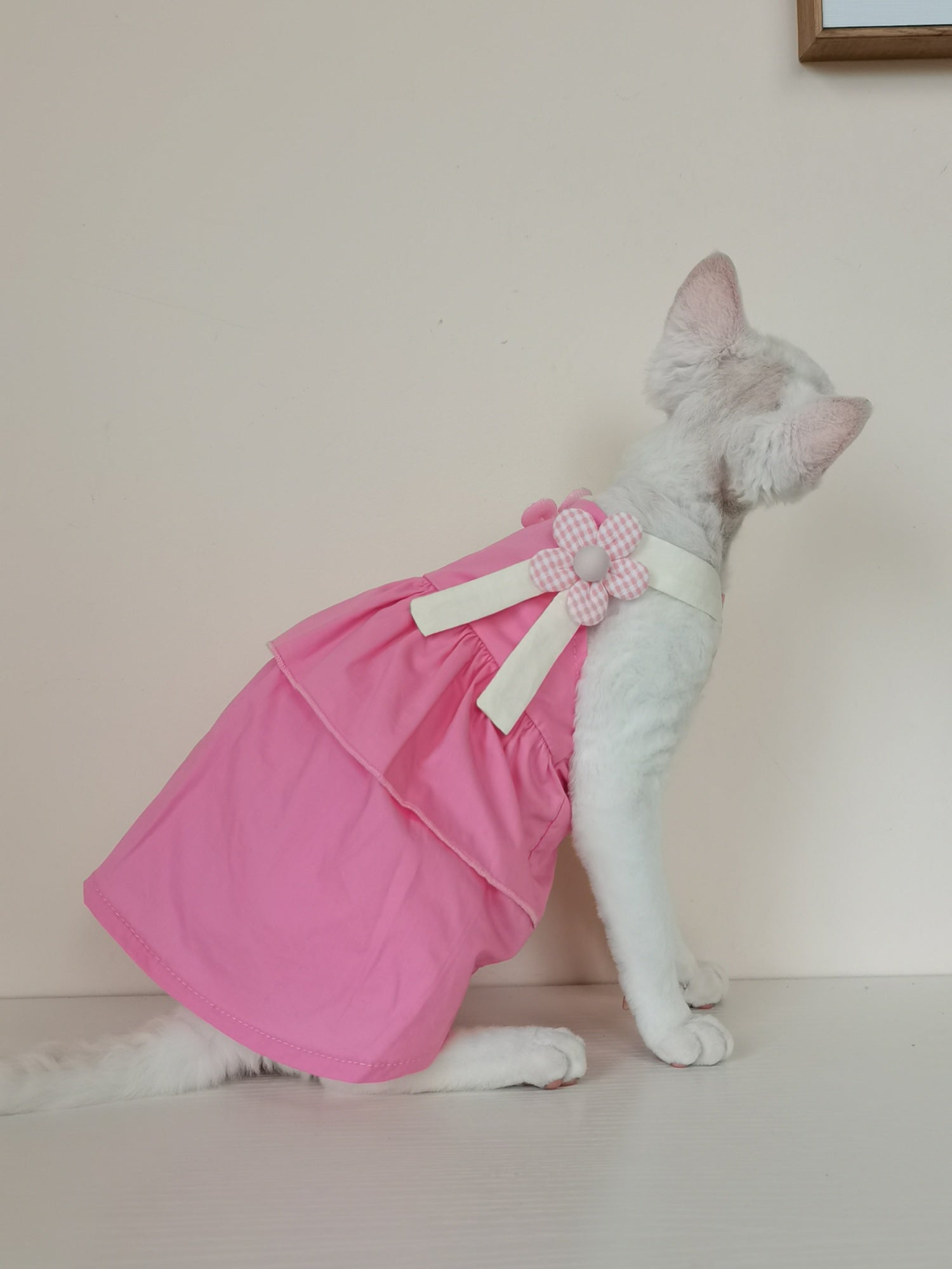 Sphynx Cat Robe d'été en coton avec des paillettes florales Accent