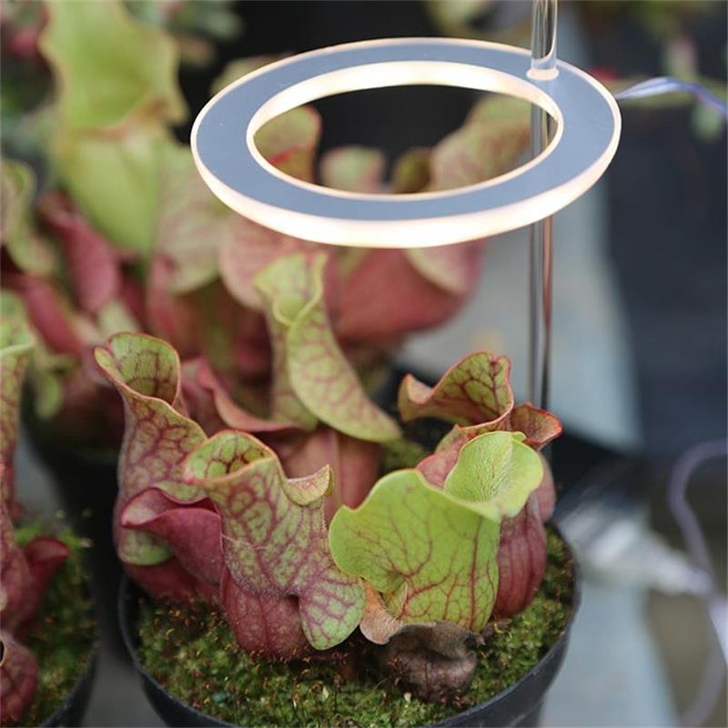 LED Grow Light Full Spectrum Phyto Grow Lampe USB Phyto Lampe pour plantes