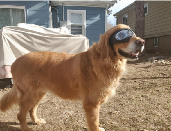 Lunettes de soleil imperméables à la neige pour animaux de compagnie Cadre souple Lunettes de soleil confortables pour allemand