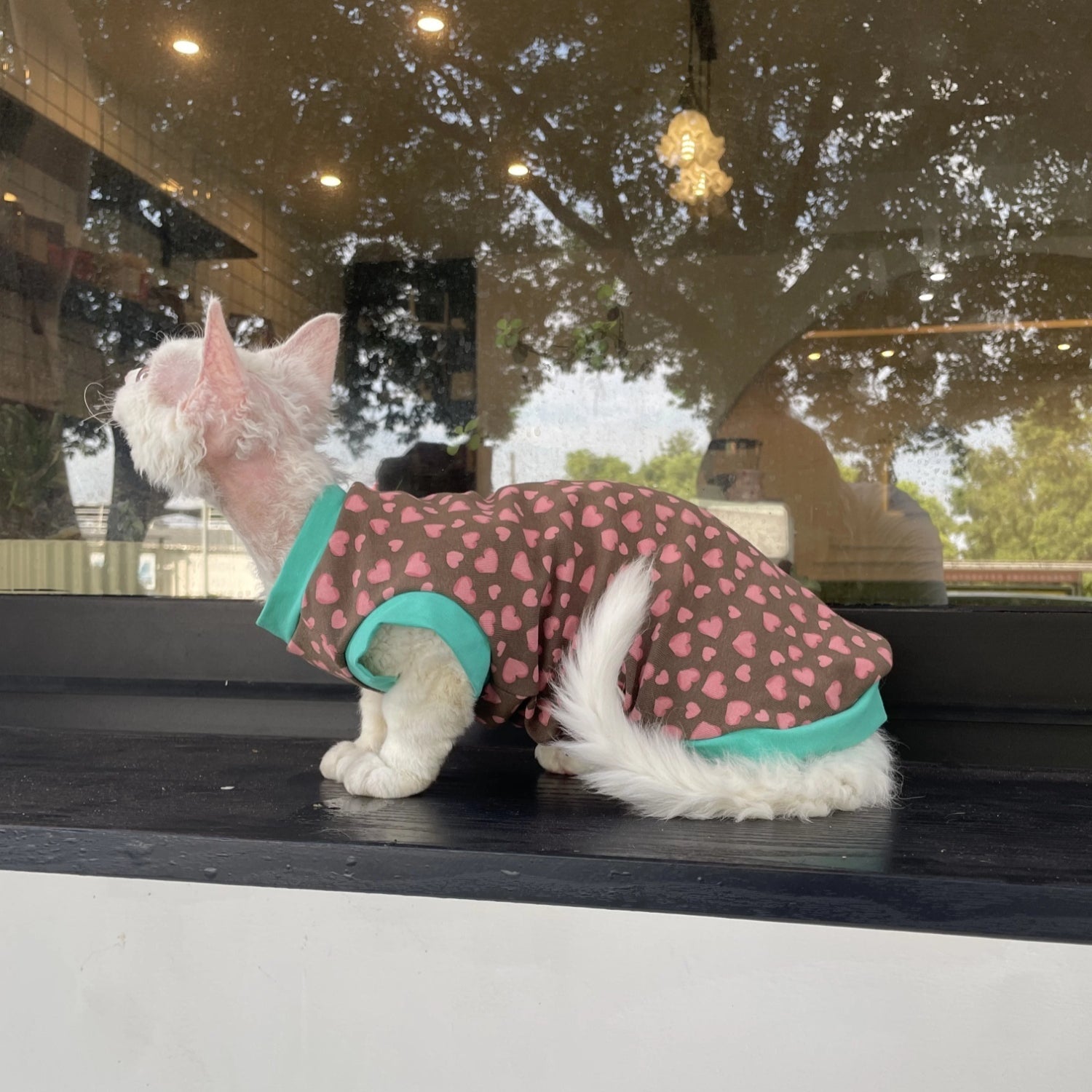 Sphynx Chat Cotton Été Chemise Coeurs Pattern pour chats sans cheveux