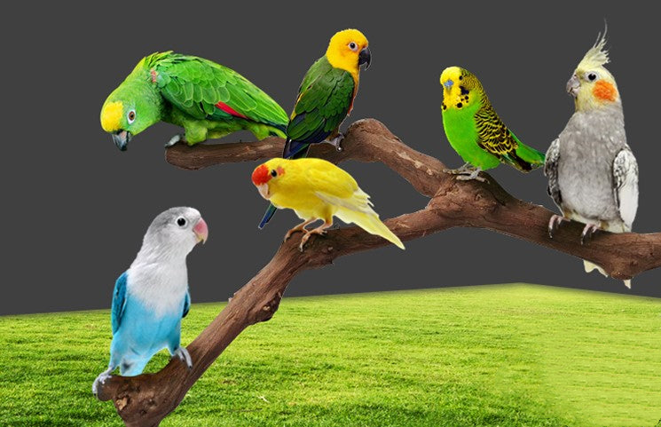 Ajouter un poteau à la cage pour les oiseaux perroquets