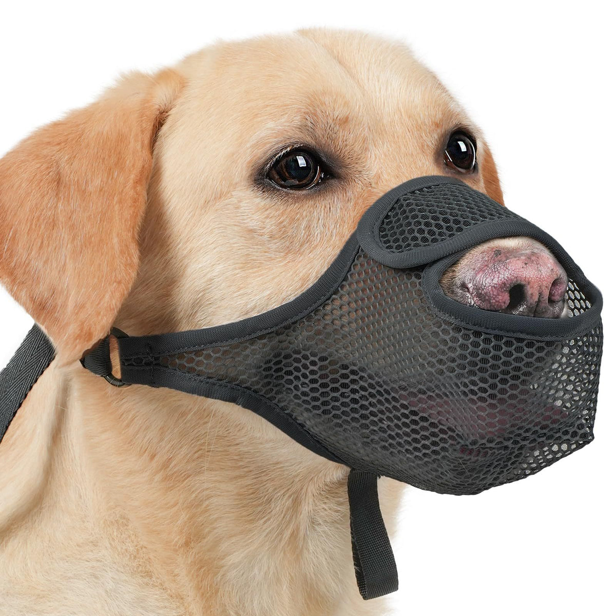 Muselière ajustable pour chien de compagnie qui permet de boire tout en prévenant les piqûres et les câlins