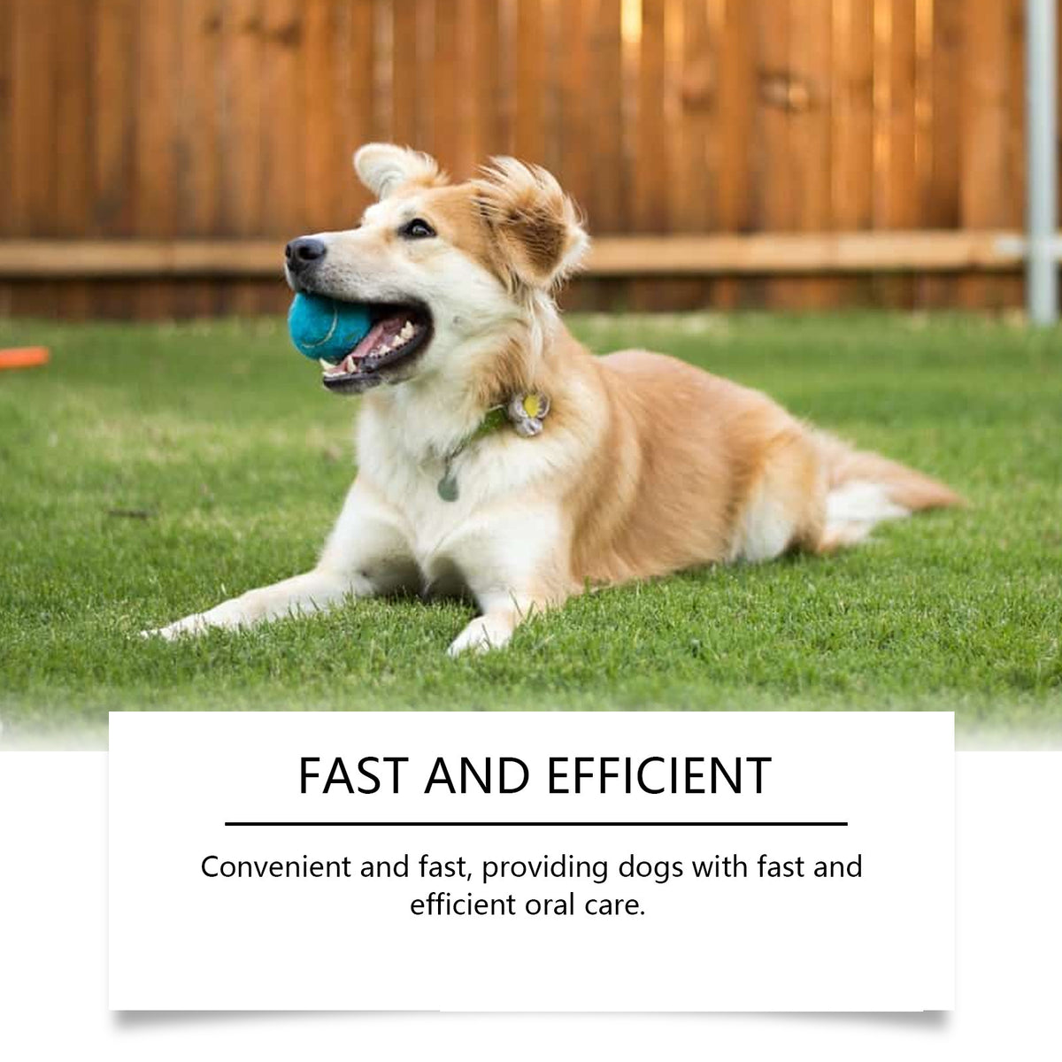 YEGBONG Pet Dental Water for Dogs