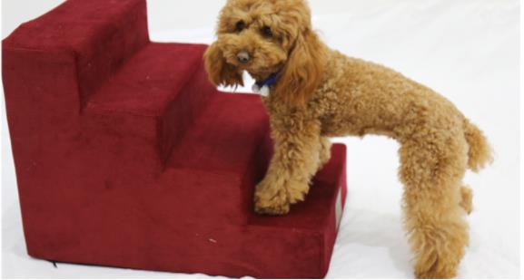 Échelle d'escalier pour chien
