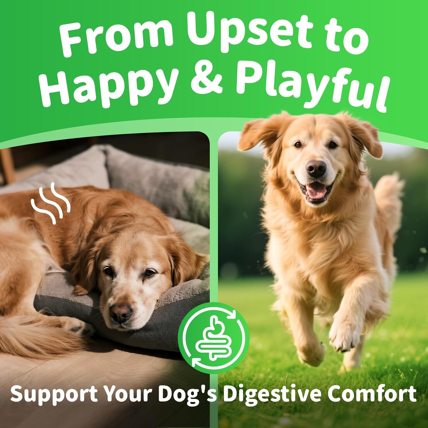 Probiotiques pour chiens Enzymes digestifs
