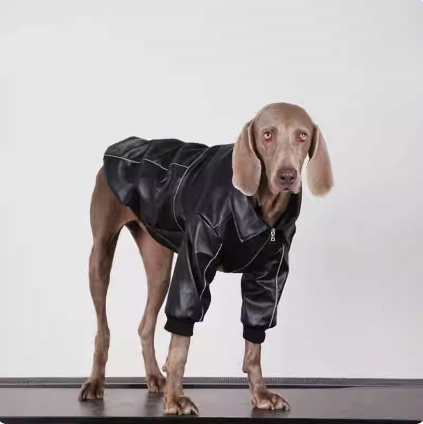 Vêtements de chien pour les races moyennes à grandes Veste en cuir noir automne pour les Labradors