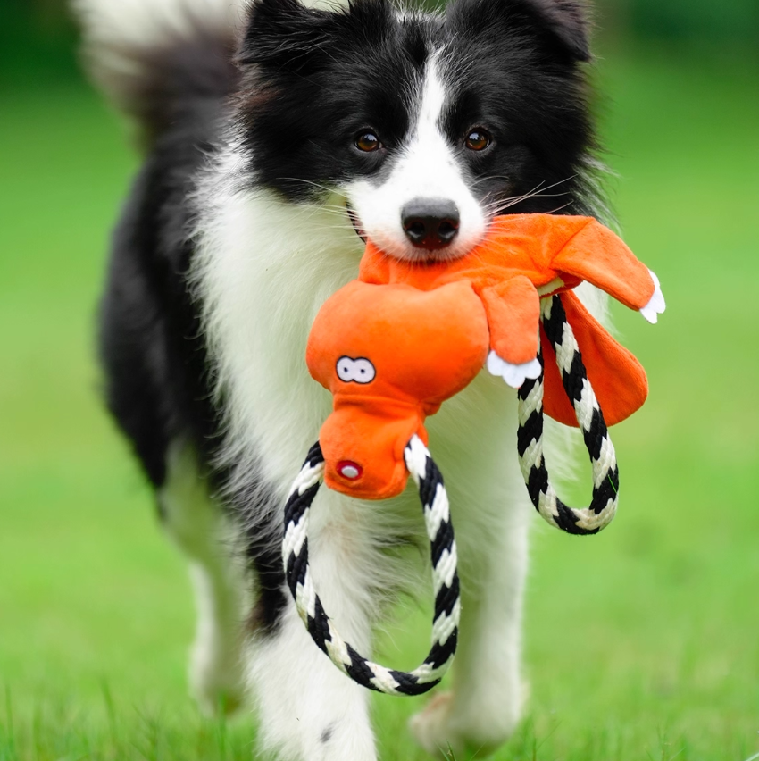 Jouets de son Molaire de chien moyen grand Bichon