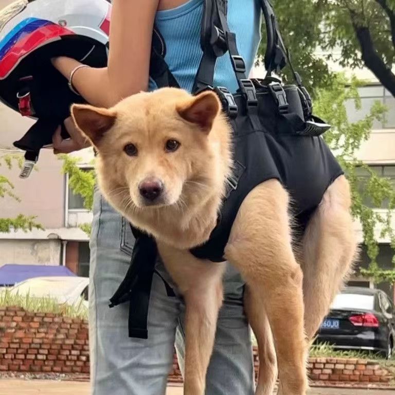 Pet Chest Bag Cyclisme Sac à dos Vélo Riding Dog Walking Harness Grand Chien Riding Respirant