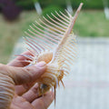 Ancien Conch Conch Conch Aquarium Décoration de poisson Specimen Conch