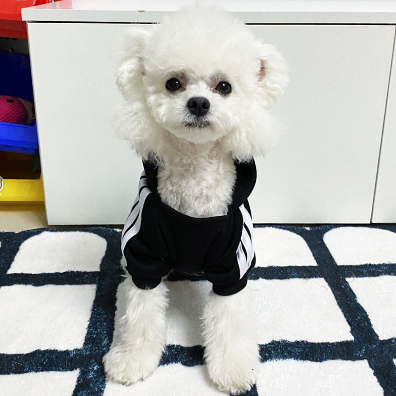 En automne et en hiver, les vêtements de chien sont mignons