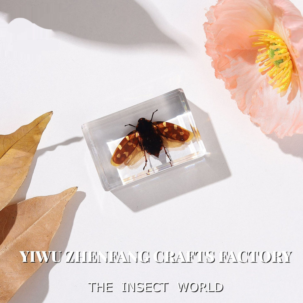 Véritables spécimens d'insectes pour l'éducation biologique et la cryptographie