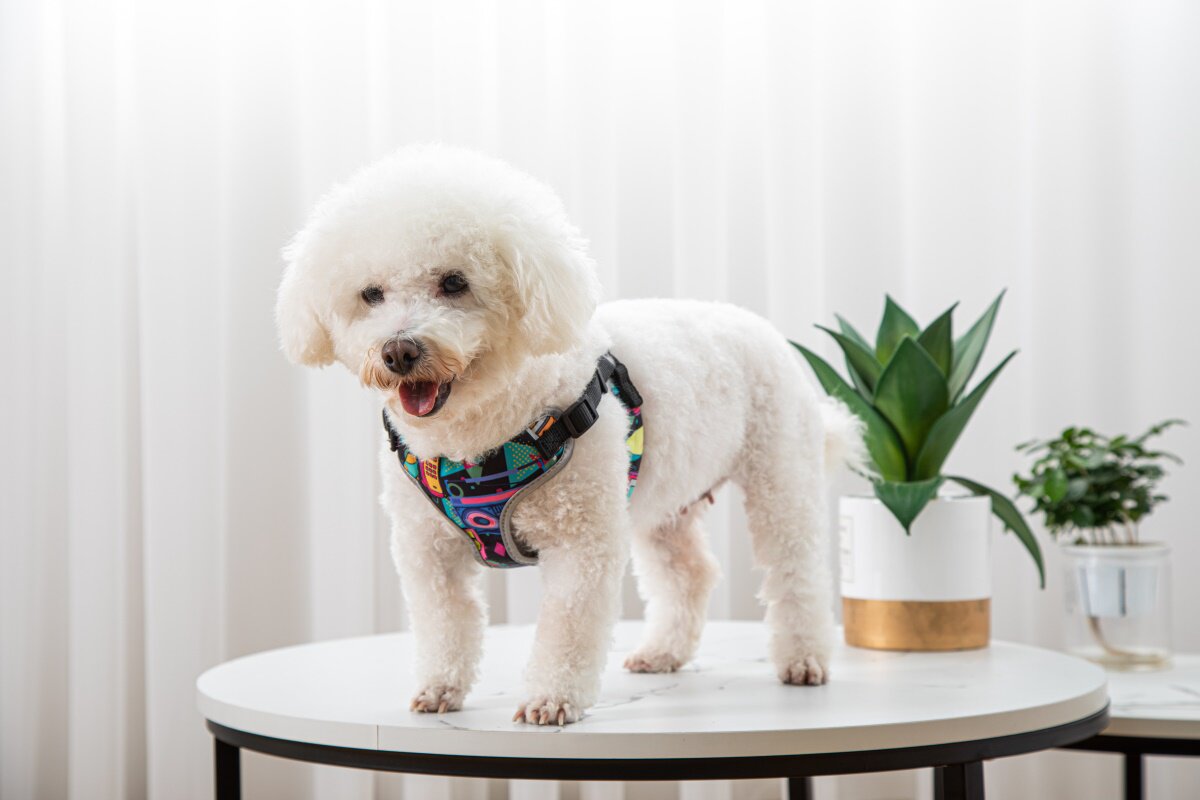 Pet Dog Walking Leash Vest Style Harness