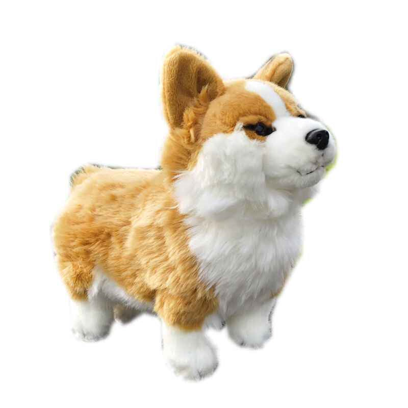 Mignon chien gallois à pattes courtes avec jouets en peluche