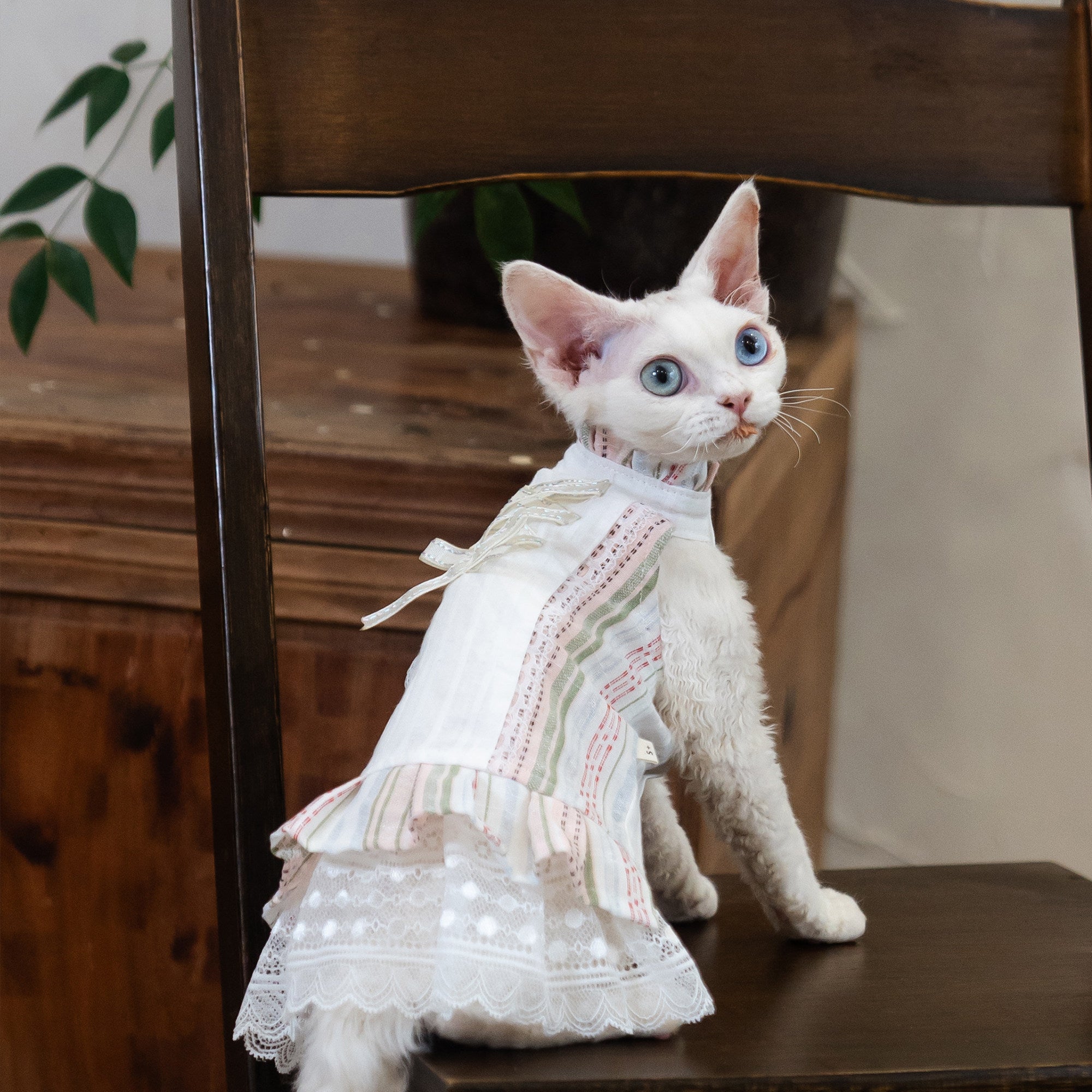 Sphynx Cat Robe Florale en coton avec Dentelle Vêtements formels pour les chats sans cheveux et Devon Rex