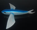 Poissons volants gris bleu Lure de mer profonde