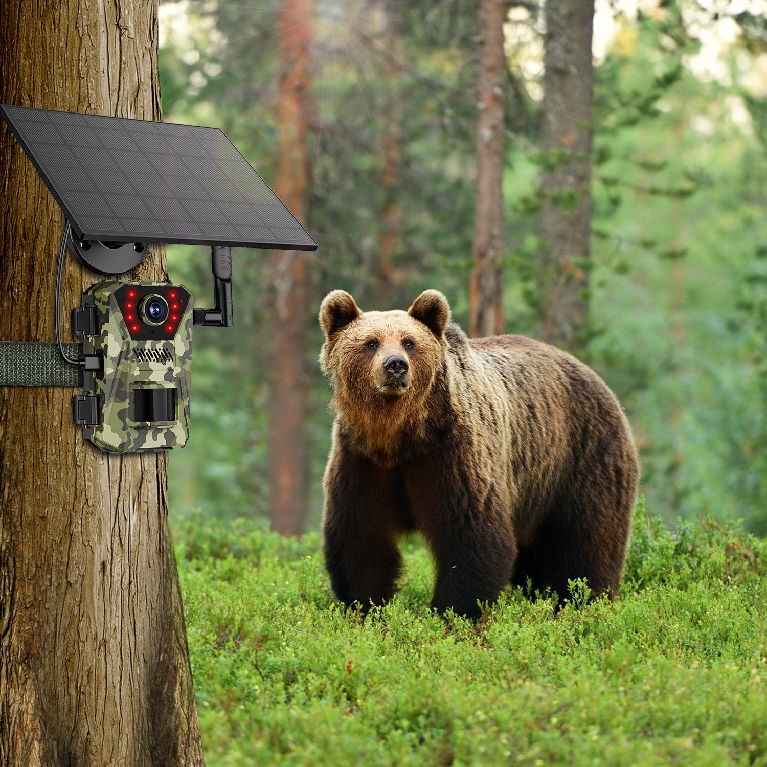 1Pc 4G 4K 30FPS Solar Trail Camera Outdoor Wildlife Camera Motion activé IP66 Waterproo
