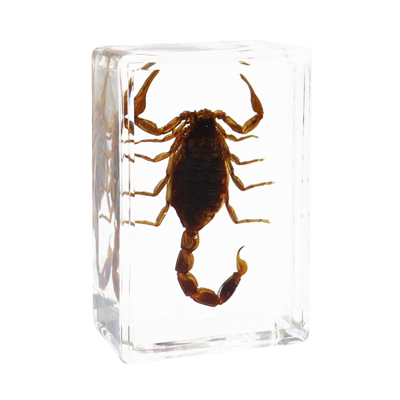 Véritables spécimens d'insectes pour l'éducation biologique et la cryptographie