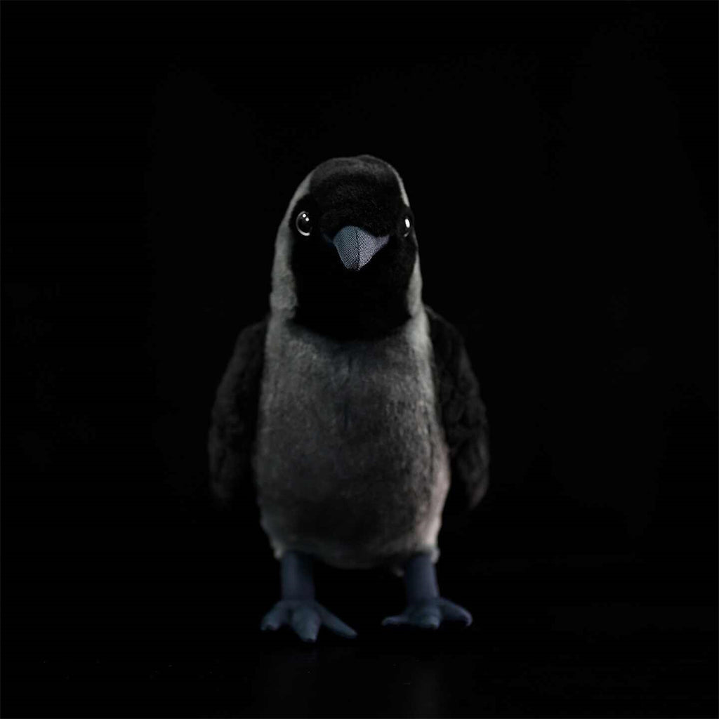 Les poupées en peluche de Jackdaw Ouest sont mignonnes