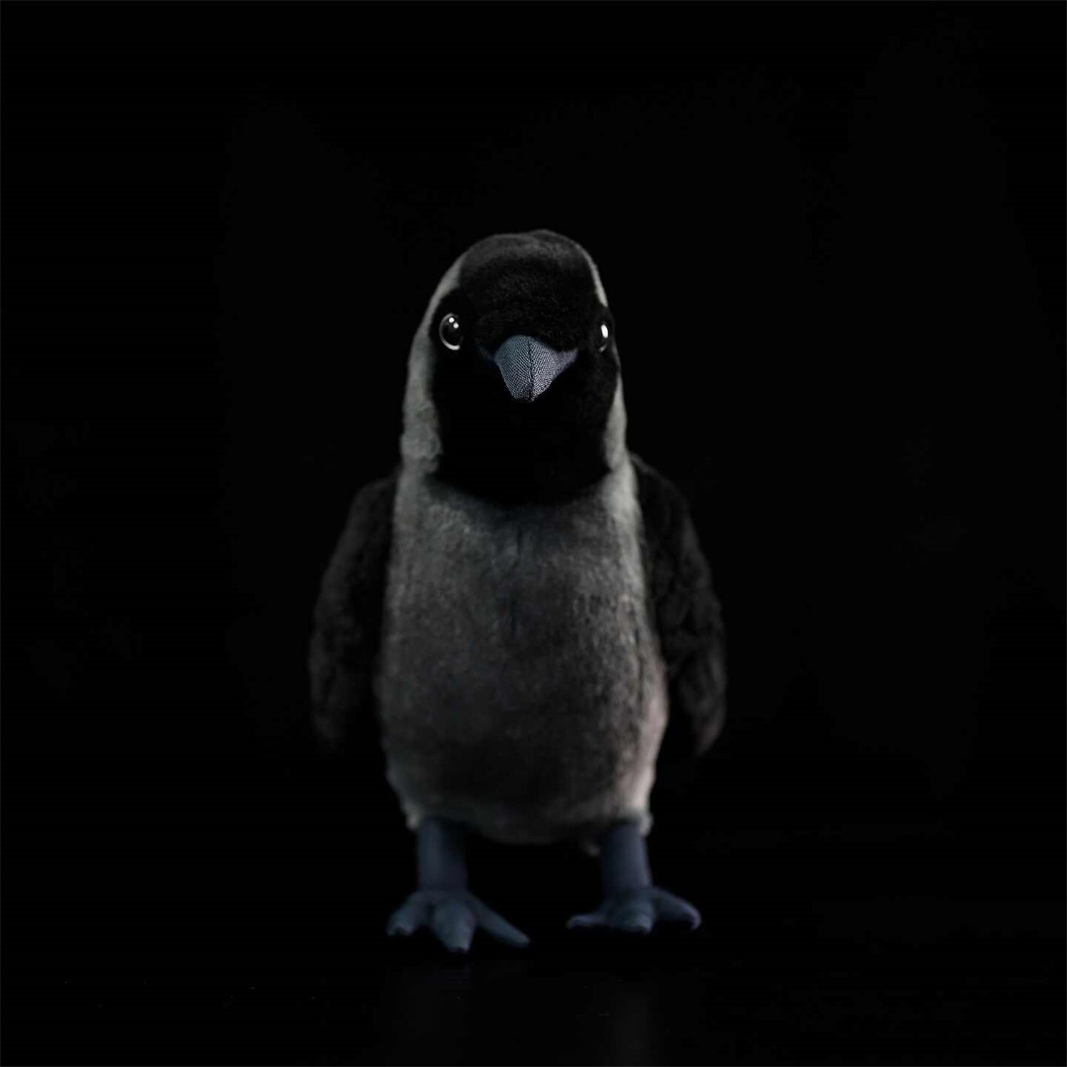 Les poupées en peluche de Jackdaw Ouest sont mignonnes