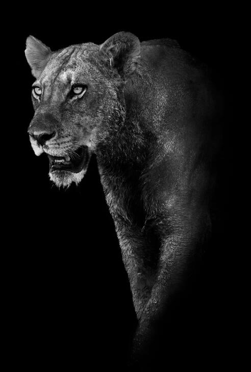 Affiches d'animaux de toile et impression de décoration murale
