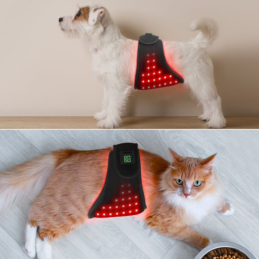 Pet ceinture légère rouge physiothérapie infrarouge